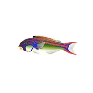 Pinkface Wrasse